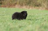 CHOW CHOW 294